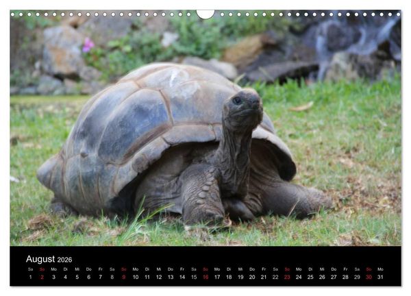 Produktbild: Trauminsel Mauritius (Wandkalender 2026 DIN A3 quer), CALVENDO Monatskalender