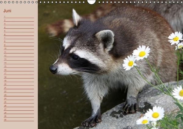 Produktbild: Waschb&auml;ren / Geburtstagskalender (Wandkalender immerw&auml;hrend DIN A3 quer)