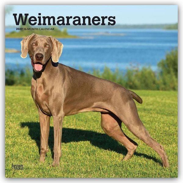 Produktbild: Weimaraners &ndash; Weimaraner 2027 &ndash; 16-Monatskalender