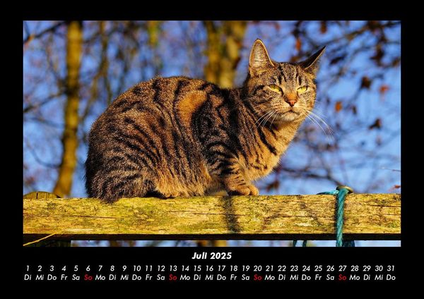 Produktbild: F&uuml;r Katzenfreunde 2025 Fotokalender DIN A3