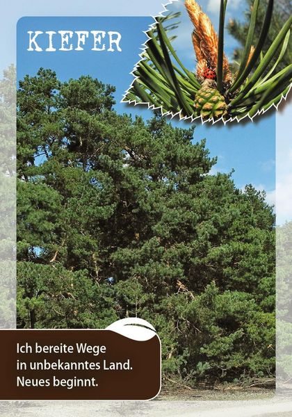 Produktbild: Die Botschaften der B&auml;ume &ndash; Impulse unserer Gef&auml;hrten f&uuml;r jeden Tag