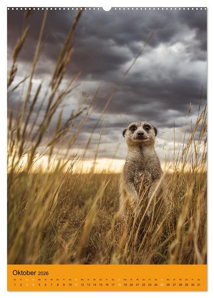 Produktbild: Die Erdm&auml;nnchen Familie - Kalender der niedlichen Tiere (Wandkalender 2026 DIN A2 hoch), CALVENDO Monatskalender