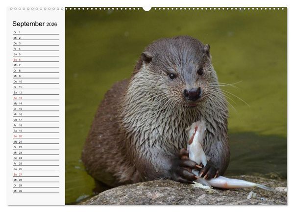 Produktbild: Seehunde und Otter. Putzige Gesellen, perfekte Schwimmer (Wandkalender 2026 DIN A2 quer), CALVENDO Monatskalender