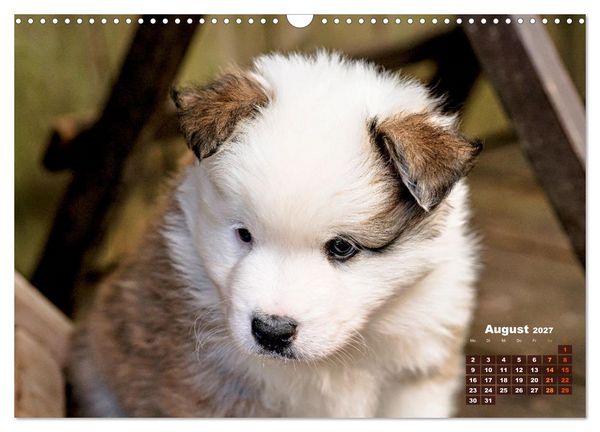 Produktbild: Willkommen auf dieser Welt ihr kleinen Islandhunde (Wandkalender 2027 DIN A3 quer), CALVENDO Monatskalender