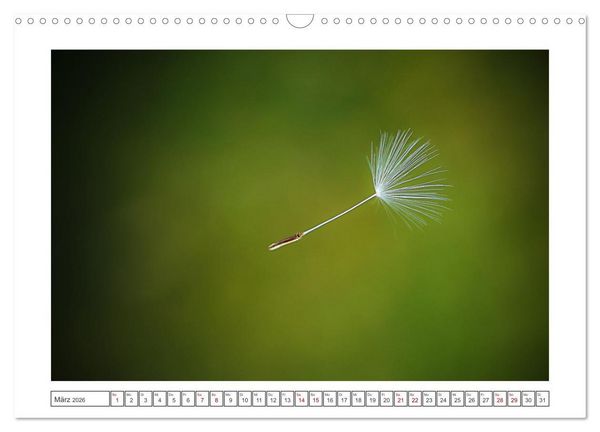 Produktbild: Zauberhafte Pusteblumen (Wandkalender 2026 DIN A3 quer), CALVENDO Monatskalender