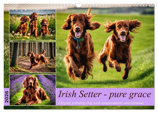 Produktbild: Irish Setter - pure grace (Wall Calendar 2026 DIN A3 landscape), CALVENDO 12 Month Wall Calendar