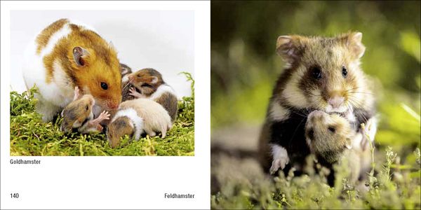 Produktbild: Tierbabys &ndash; Book To Go