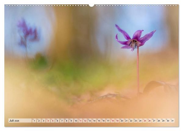 Produktbild: M&auml;rchenwelt der Wildblumen (hochwertiger Premium Wandkalender 2026 DIN A2 quer), Kunstdruck in Hochglanz