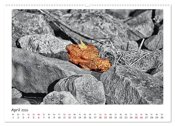 Produktbild: Gestrandet -Treibgut- (hochwertiger Premium Wandkalender 2026 DIN A2 quer), Kunstdruck in Hochglanz