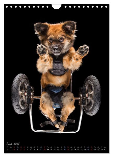 Produktbild: Down Under - Hunde auf der Glasplatte (Wandkalender 2026 DIN A4 hoch), CALVENDO Monatskalender