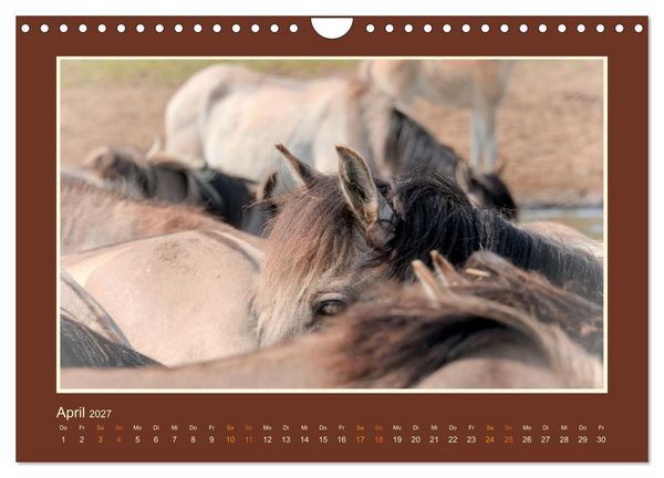 Produktbild: Die letzten Wilden - freilebende Pferde in D&uuml;lmen (Wandkalender 2027 DIN A4 quer), CALVENDO Monatskalender