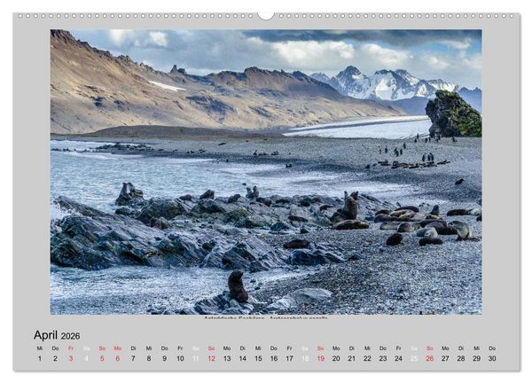Produktbild: Tierleben in der Antarktis (Wandkalender 2026 DIN A2 quer), CALVENDO Monatskalender