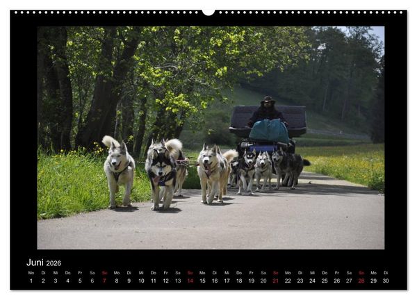 Produktbild: Husky-Kalender (Wandkalender 2026 DIN A2 quer), CALVENDO Monatskalender