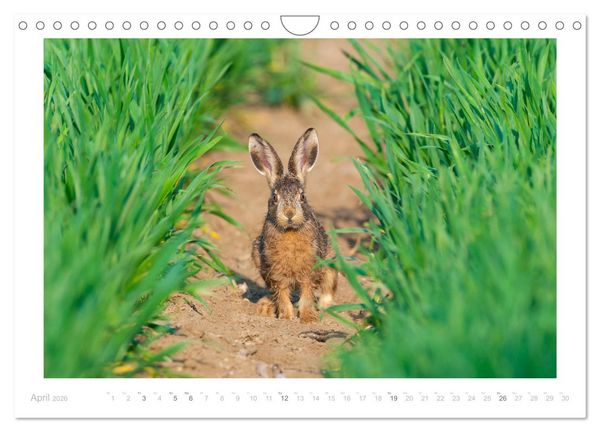 Produktbild: Der Feldhase (Wandkalender 2026 DIN A4 quer), CALVENDO Monatskalender