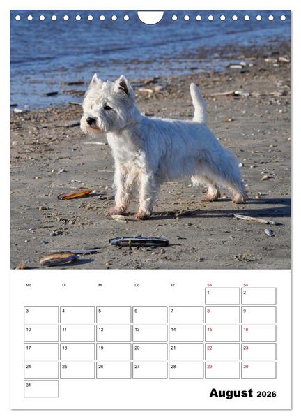 Produktbild: West Highland White Terrier - Herzensbrecher auf vier Pfoten (Wandkalender 2026 DIN A4 hoch), CALVENDO Monatskalender