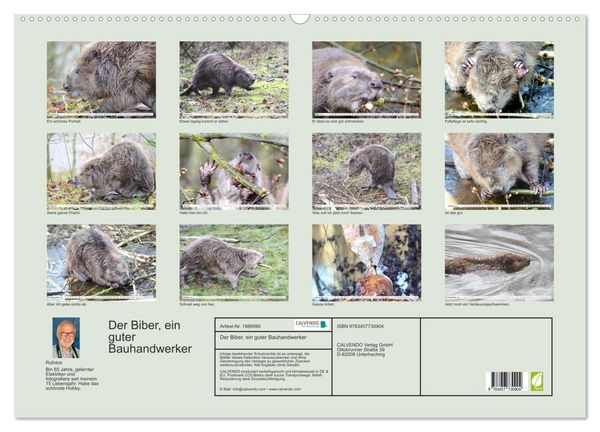 Produktbild: Der Biber, ein guter Bauhandwerker (Wandkalender 2026 DIN A2 quer), CALVENDO Monatskalender