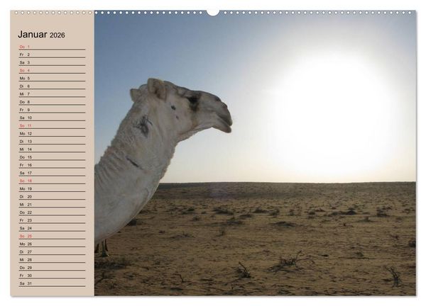 Produktbild: Kamele in der W&uuml;stensonne (hochwertiger Premium Wandkalender 2026 DIN A2 quer), Kunstdruck in Hochglanz