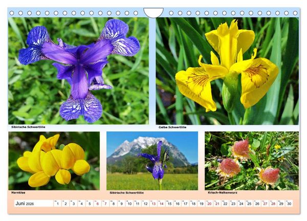 Produktbild: Alpiner Bl&uuml;tenzauber (Wandkalender 2026 DIN A4 quer), CALVENDO Monatskalender