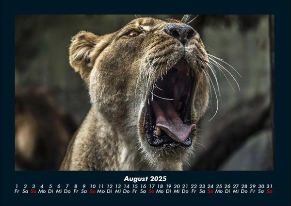 Produktbild: L&ouml;wen in der Wildnis 2025 Fotokalender DIN A4