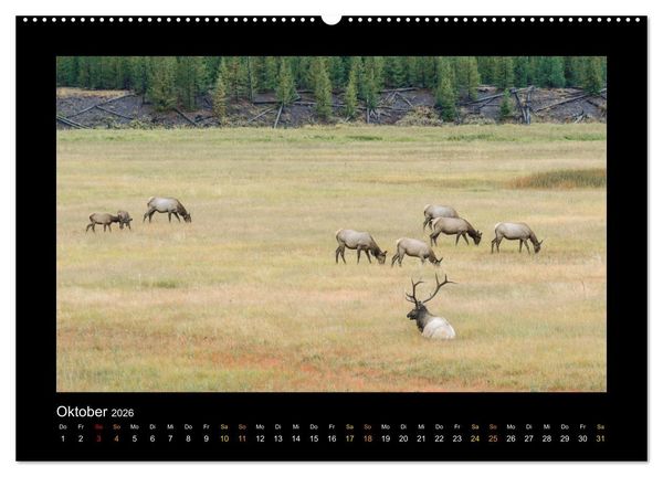 Produktbild: Yellowstone - Wunder der Natur (Wandkalender 2026 DIN A2 quer), CALVENDO Monatskalender