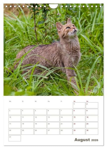 Produktbild: Europ&auml;ische Wildkatzen - Jahresplaner (Wandkalender 2026 DIN A4 hoch), CALVENDO Monatskalender