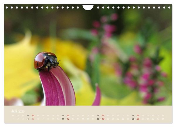 Produktbild: Kleine Gl&uuml;cksk&auml;fer (Wandkalender 2026 DIN A4 quer), CALVENDO Monatskalender