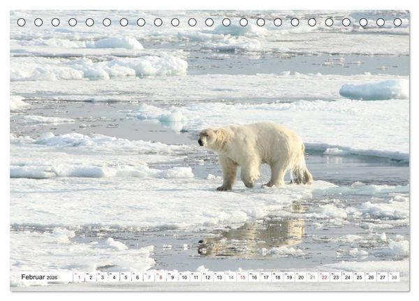 Produktbild: Eisb&auml;ren - K&ouml;nige der Arktis (Tischkalender 2026 DIN A5 quer), CALVENDO Monatskalender