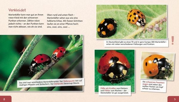 Produktbild: Meine gro&szlig;e Tierbibliothek: Der Marienk&auml;fer