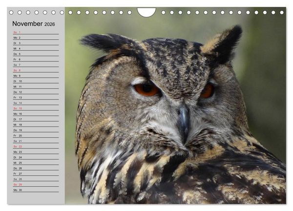 Produktbild: Eulen. Gefiederte Weisheit (Wandkalender 2026 DIN A4 quer), CALVENDO Monatskalender