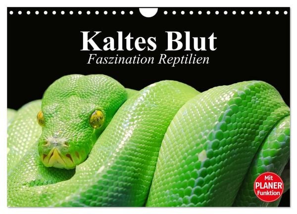 Produktbild: Kaltes Blut. Faszination Reptilien (Wandkalender 2026 DIN A4 quer), CALVENDO Monatskalender