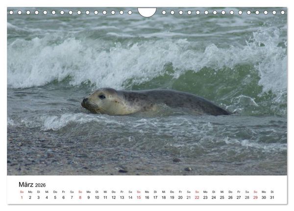 Produktbild: Das Leben der Robben (Wandkalender 2026 DIN A4 quer), CALVENDO Monatskalender