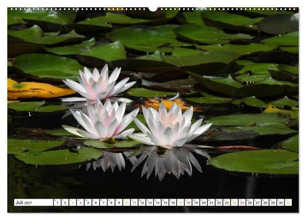 Produktbild: 12 Monate Natur (Wandkalender 2027 DIN A2 quer), CALVENDO Monatskalender