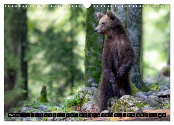Produktbild: Lautlos in den W&auml;ldern Sloweniens (Wandkalender 2026 DIN A3 quer), CALVENDO Monatskalender
