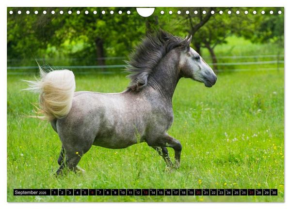 Produktbild: Traumpferd Lipizzaner (Wandkalender 2026 DIN A4 quer), CALVENDO Monatskalender