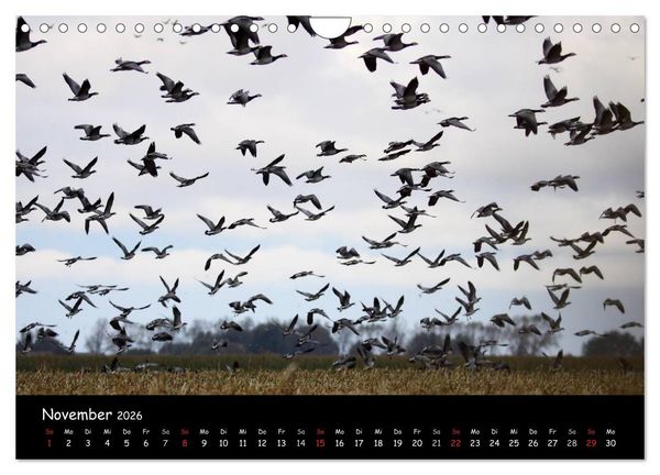 Produktbild: Schrei der Wildg&auml;nse (Wandkalender 2026 DIN A4 quer), CALVENDO Monatskalender