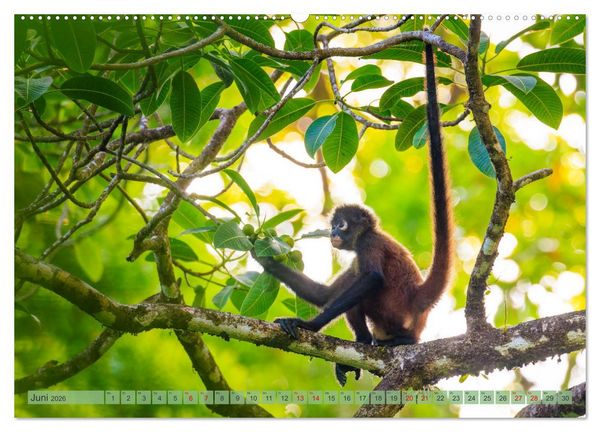 Produktbild: Tropenparadies zwischen Ozeanen Costa Rica (Wandkalender 2026 DIN A2 quer), CALVENDO Monatskalender