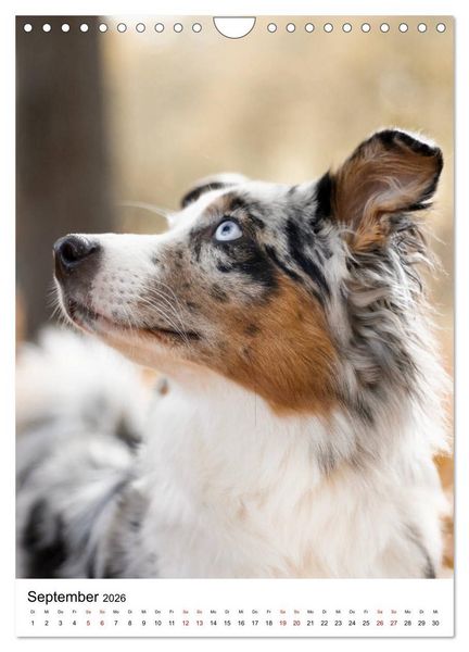 Produktbild: Australian Shepherd - Beste Freunde (Wandkalender 2026 DIN A4 hoch), CALVENDO Monatskalender