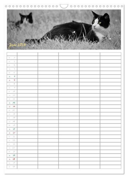Produktbild: Miezekatzen Planungskalender (Wandkalender 2026 DIN A3 hoch), CALVENDO Monatskalender