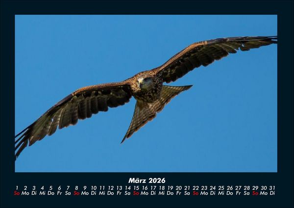 Produktbild: V&ouml;gel 2026 Fotokalender DIN A4