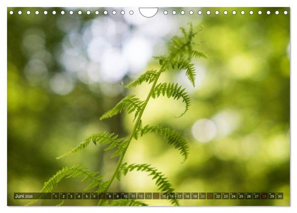 Produktbild: Feng Shui Farben - Element: Holz (Wandkalender 2026 DIN A4 quer), CALVENDO Monatskalender