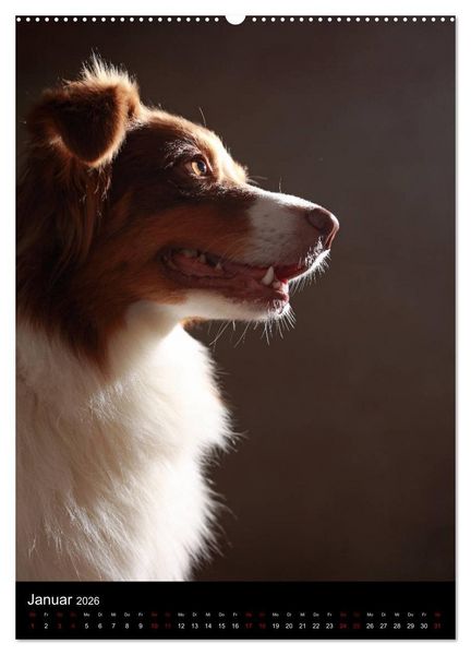 Produktbild: Geliebte Aussies - Australian Shepherds im Portrait (Wandkalender 2026 DIN A2 hoch), CALVENDO Monatskalender