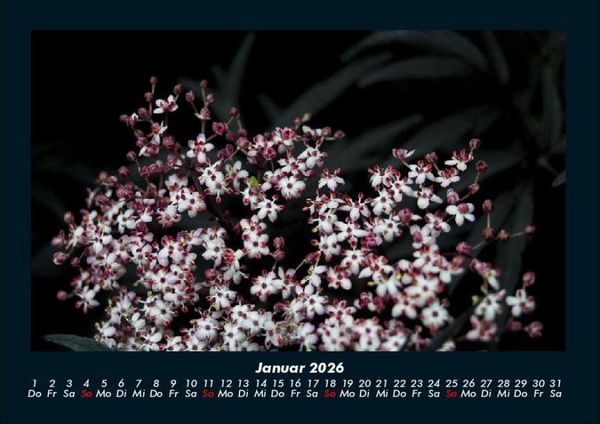 Produktbild: Blumenkalender 2026 Fotokalender DIN A4