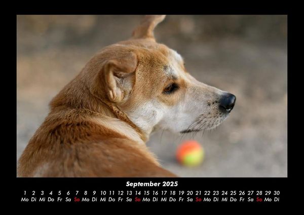 Produktbild: Der Hundekalender 2025 Fotokalender DIN A3