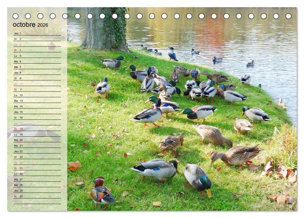 Produktbild: La vie paisible des canards (Calendrier de bureau 2026 DIN A5 vertical), CALVENDO calendrier mensuel