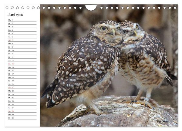 Produktbild: Greifv&ouml;gel, Eulen und K&auml;uze (Wandkalender 2026 DIN A4 quer), CALVENDO Monatskalender