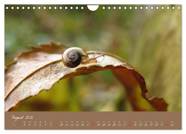 Produktbild: Schneckchen (Wandkalender 2026 DIN A4 quer), CALVENDO Monatskalender
