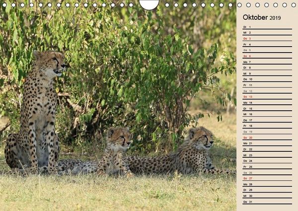 Produktbild: Herzog, M: Geparden - Ein Leben in Afrika (Wandkalender 2019