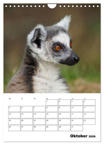 Produktbild: Katta Terminplaner (Wandkalender 2026 DIN A4 hoch), CALVENDO Monatskalender