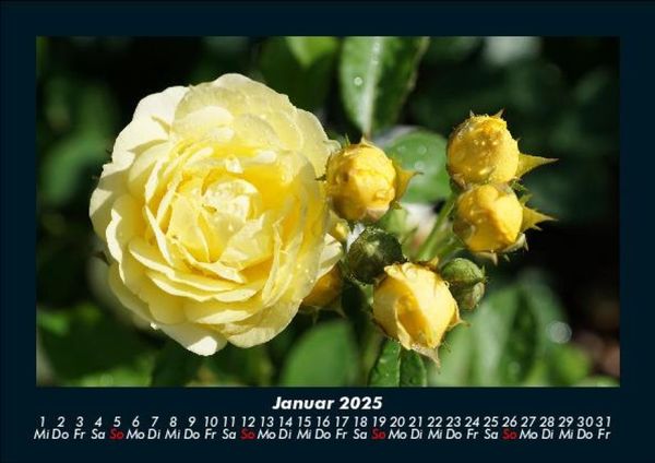 Produktbild: Blumenkalender 2025 Fotokalender DIN A5