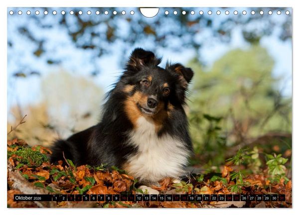 Produktbild: Shetland Sheepdogs - Kleine Charmeure (Wandkalender 2026 DIN A4 quer), CALVENDO Monatskalender